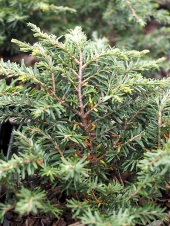 Tsuga canadensis 'Stanger' 